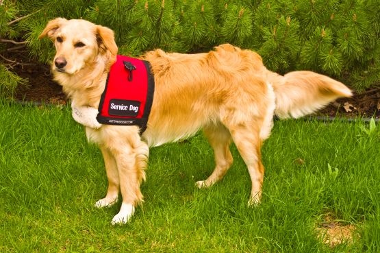 Service Dog
