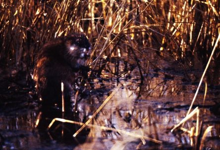 Beaver at Oak Hammock