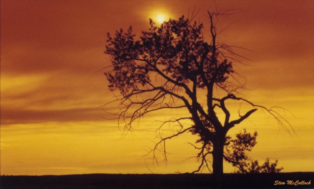 Orange Tree