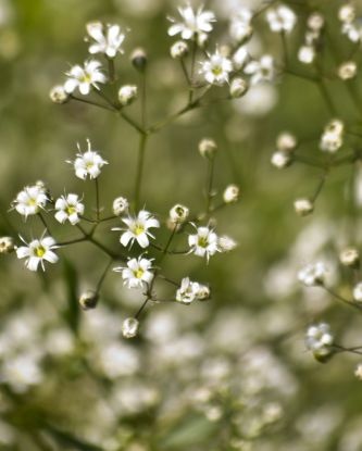 A Little White