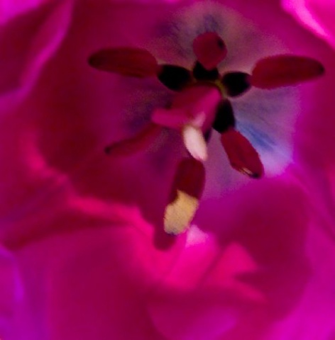 At Home in a Tulip