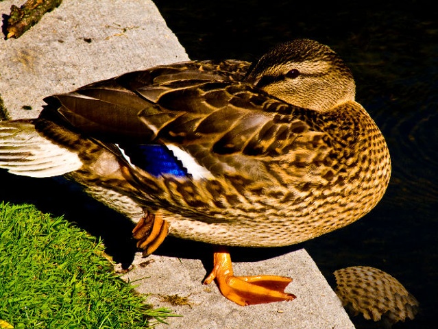 Duck Reflected