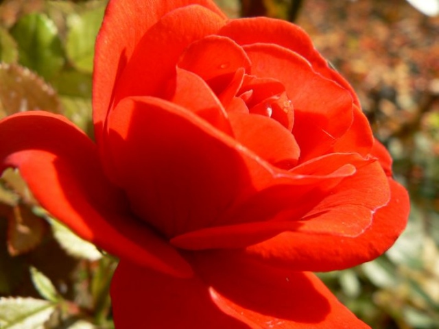 Kelowna Rose, I love you