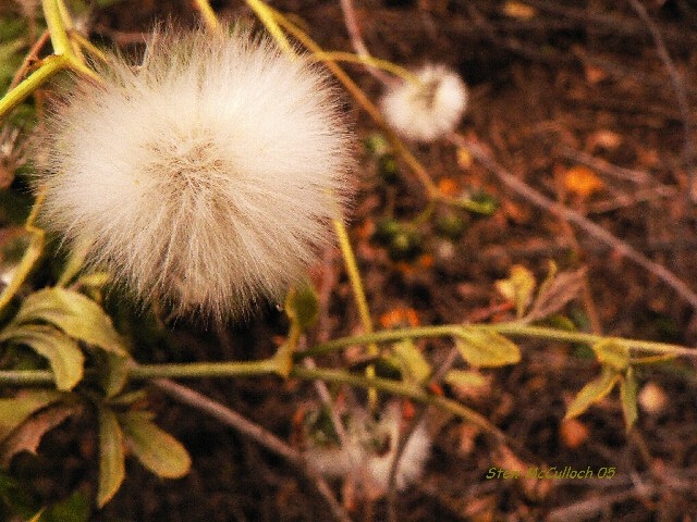 White Flare 