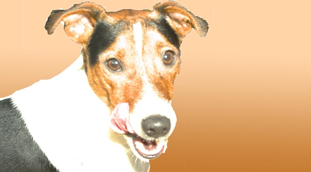 Jack Russell