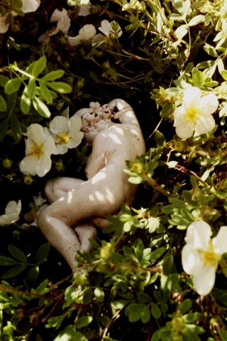 lady in the flowers