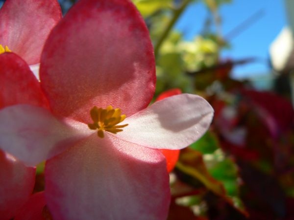 Pink, a baby girl