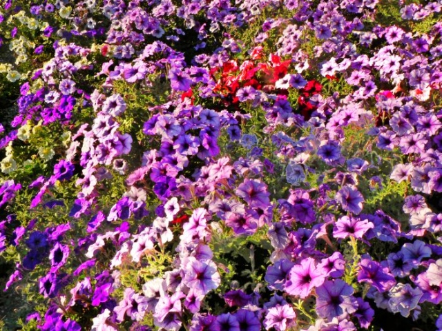 Bouquet
