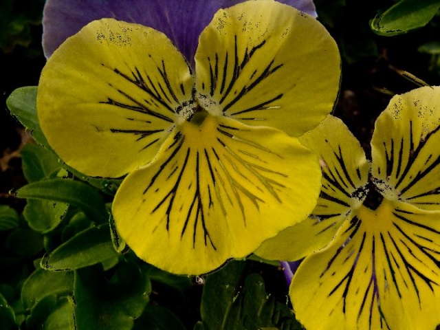 Two Yelloe Pansies