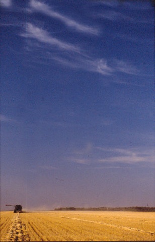 Blue Skies