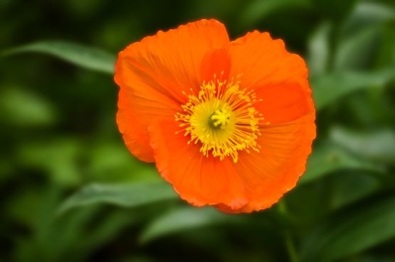Orange in June