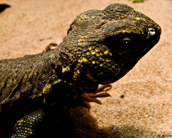 Lizard