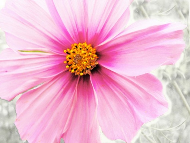 Light Pink?