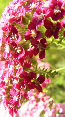 Garland