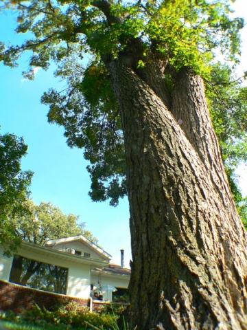 A Three Tree
