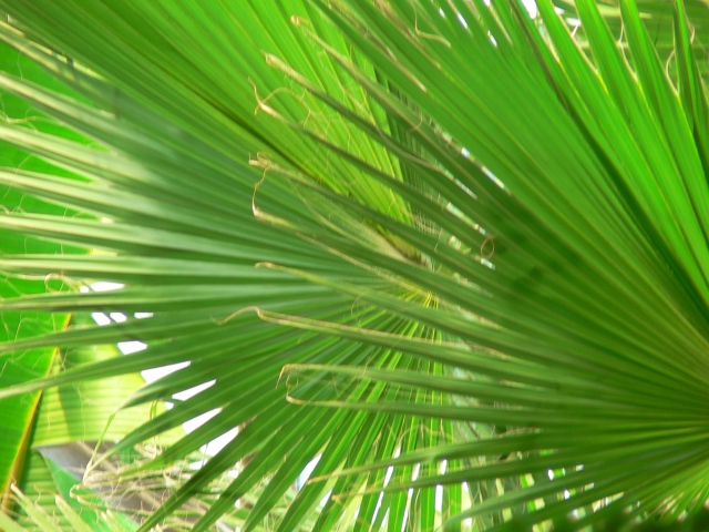 ferns