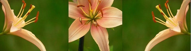 Flower Family