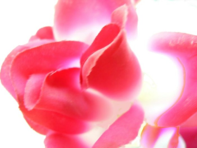 Rose & White