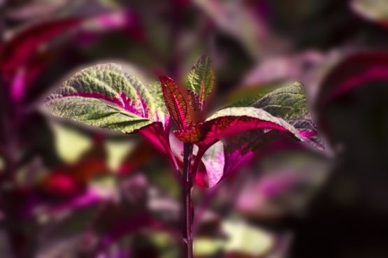 Leaves in Colour