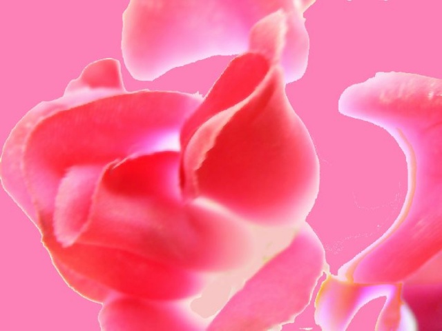 Rose & Pink