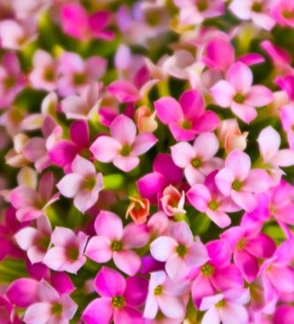 Ina's Flowers