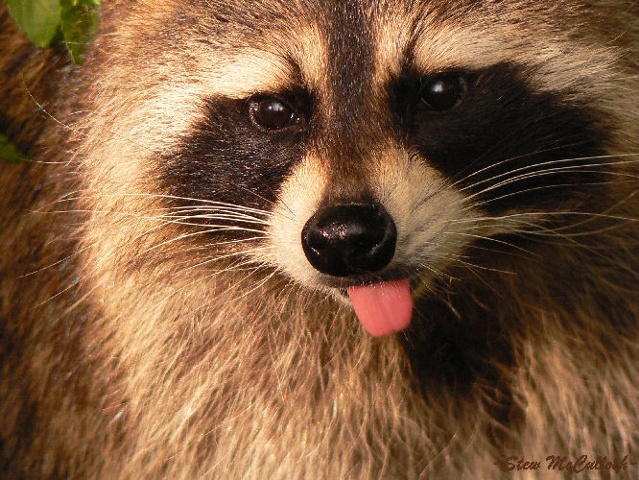 Racoon at the Zoo