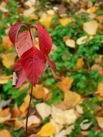 leaves