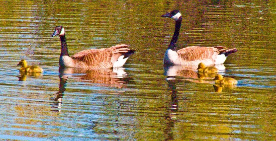 Geese st Assiniboine Park