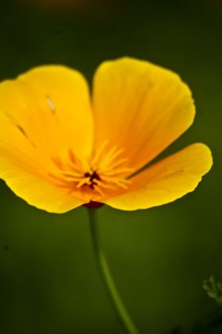 Buttercup