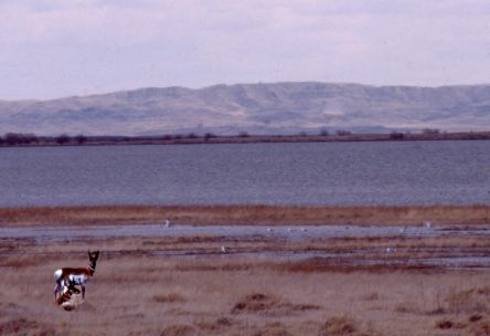 Antelope Couple