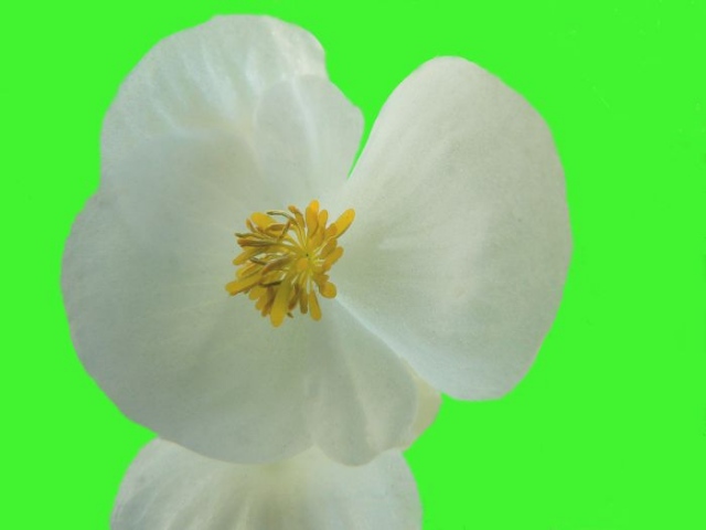 Green & White