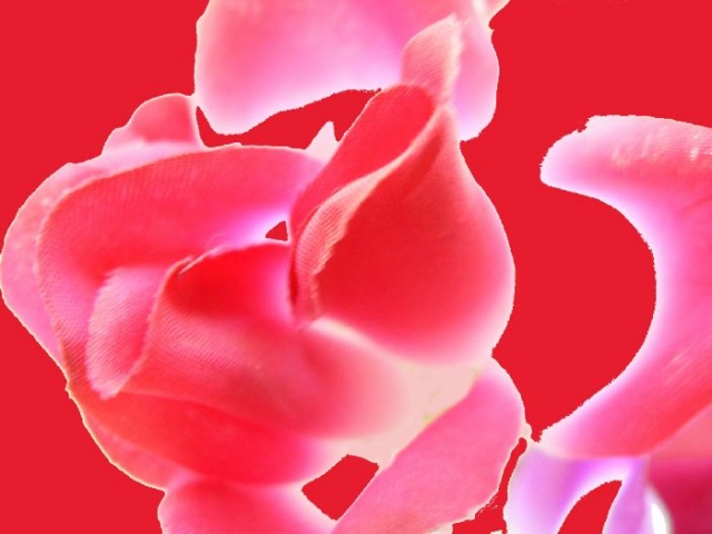 Rose & Red