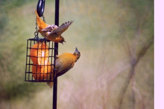Orioles Fighting over an Orange Sllice