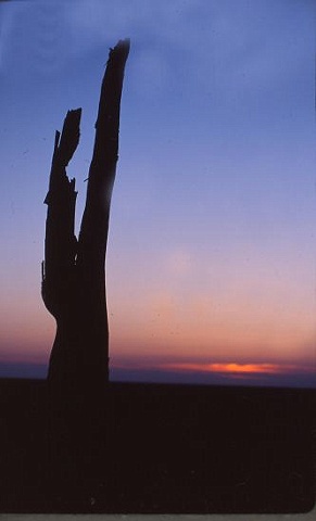 Broken Tree