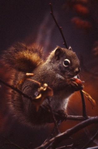 Squirel and Nut 