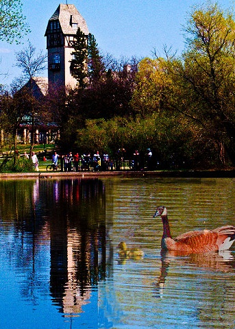 Geese at Assoniboine Park