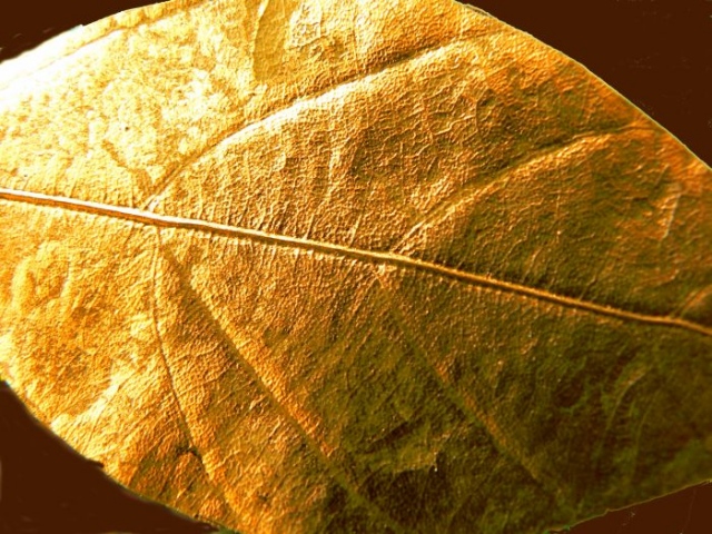 gold leaf