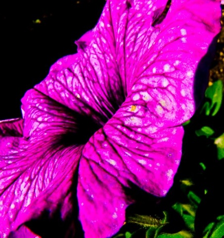 Purple Flower