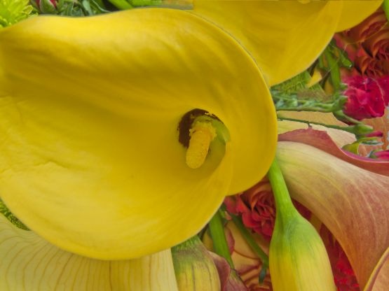 Roses and Cala Lily
