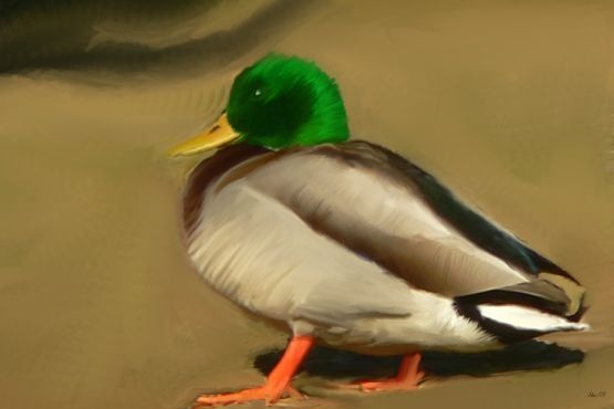 this duck was sitting by a small stream in Kelowna