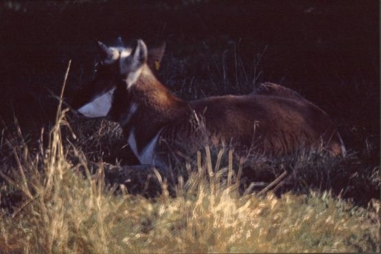 Antelope