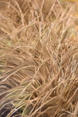Grass