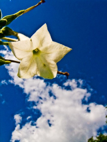 Flower on the Clouds