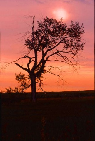 Sun Tree