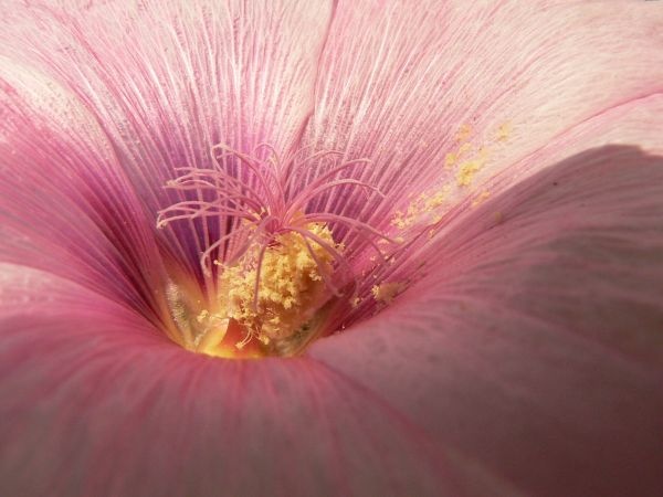 Pink Bedsite