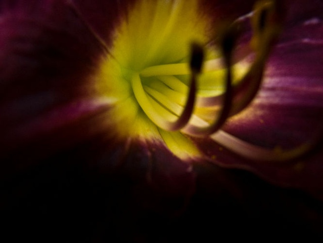 Yellow & Purple Close Up