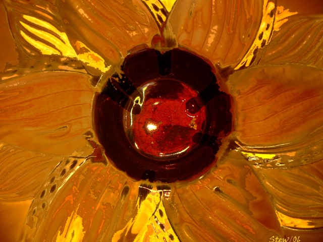 Sunflower in heck