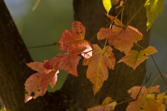 a touch of Canada with a Manitoba Maple