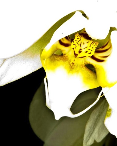 Yellow Tongue