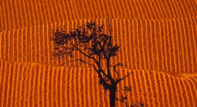 Tree in Field